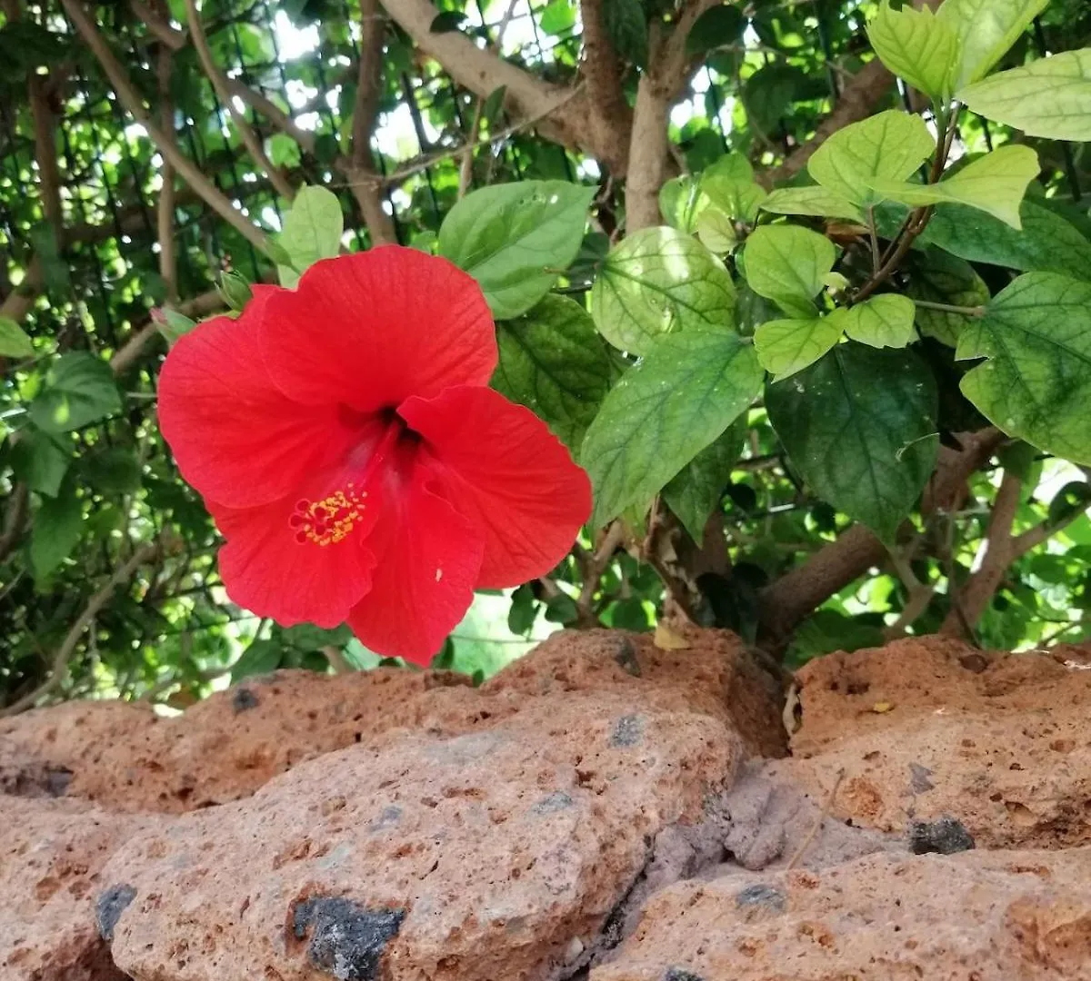 Apartmán La Casa Paradise Grande Terrasse Cl Costa Adeje